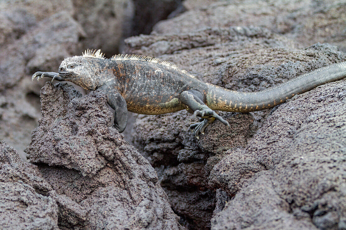 Der endemische Galapagos-Meeresleguan (Amblyrhynchus cristatus) im Galapagos-Inselarchipel,UNESCO-Weltnaturerbe,Ecuador,Südamerika