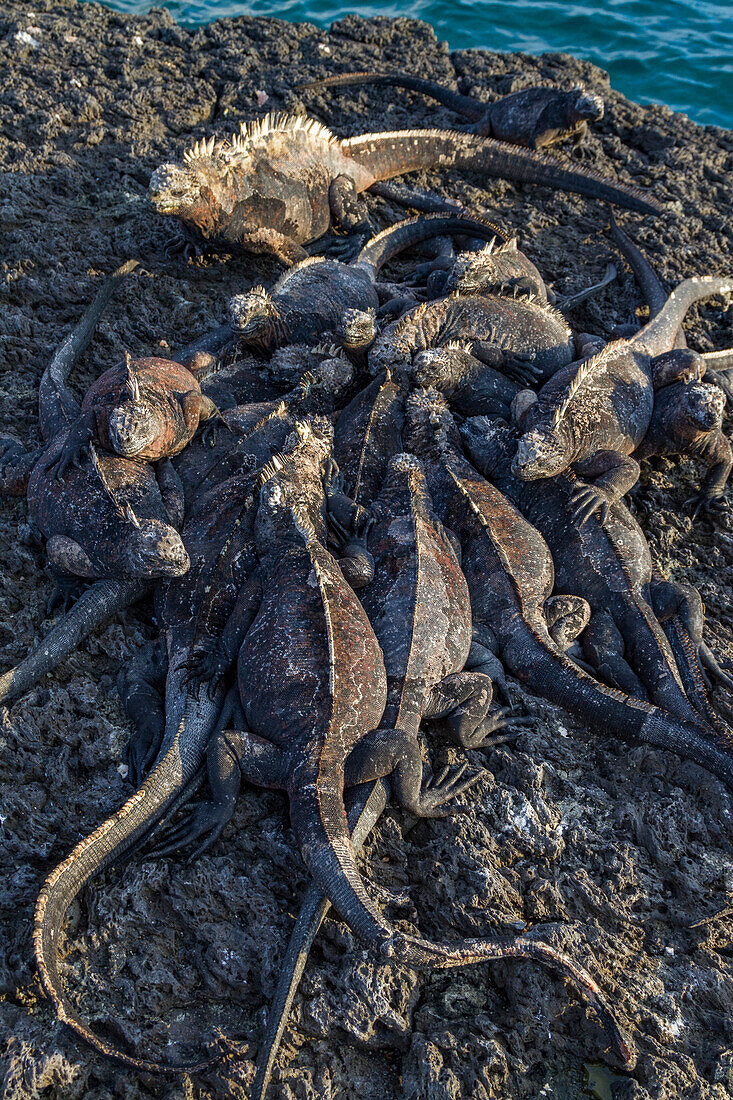 The endemic Galapagos marine iguana (Amblyrhynchus cristatus) in the Galapagos Island Archipelago, UNESCO World Heritage Site, Ecuador, South America