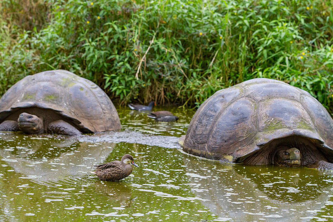 Galapagos white-cheeked pintail (Anas bahamensis galapagensis) feeding near giant tortoise in the Galapagos Islands, UNESCO World Heritage Site, Ecuador, South America