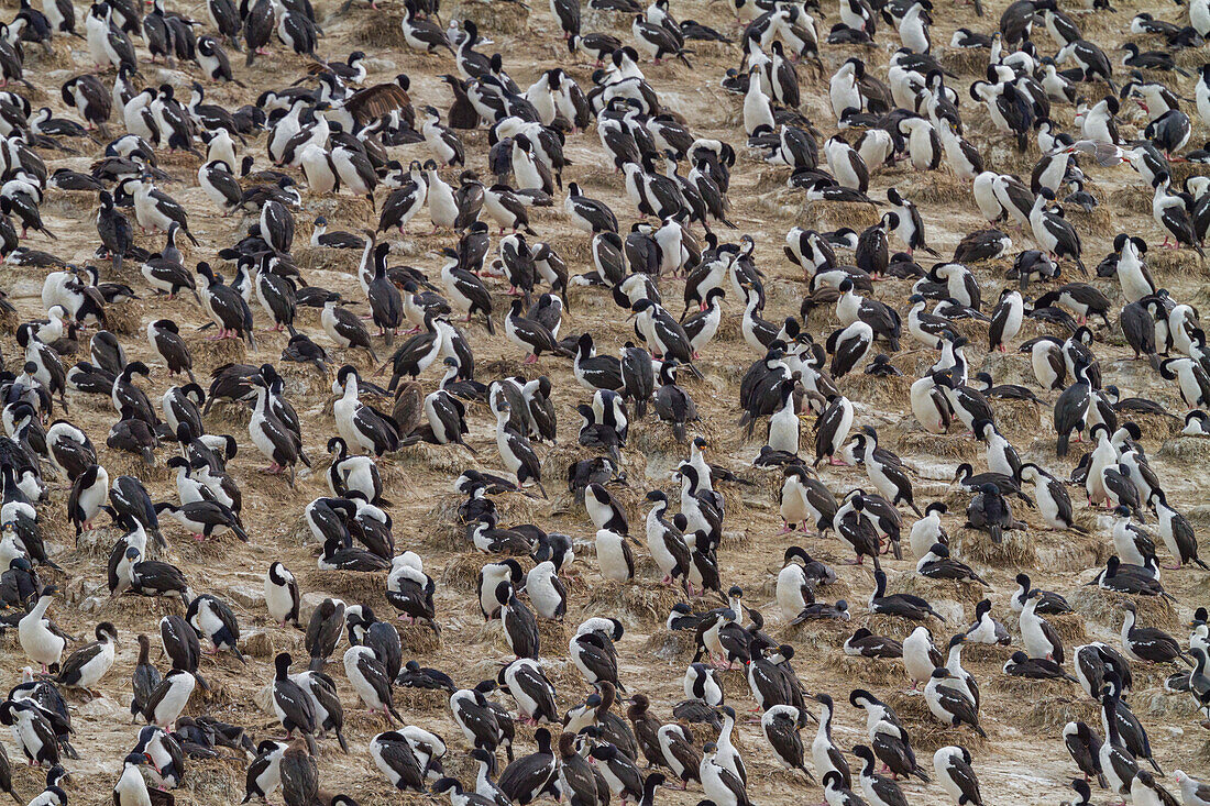 Imperial Shags (Phalacrocorax (atriceps) atriceps) at breeding colony on small islets off the city of Ushuaia, Argentina, South America