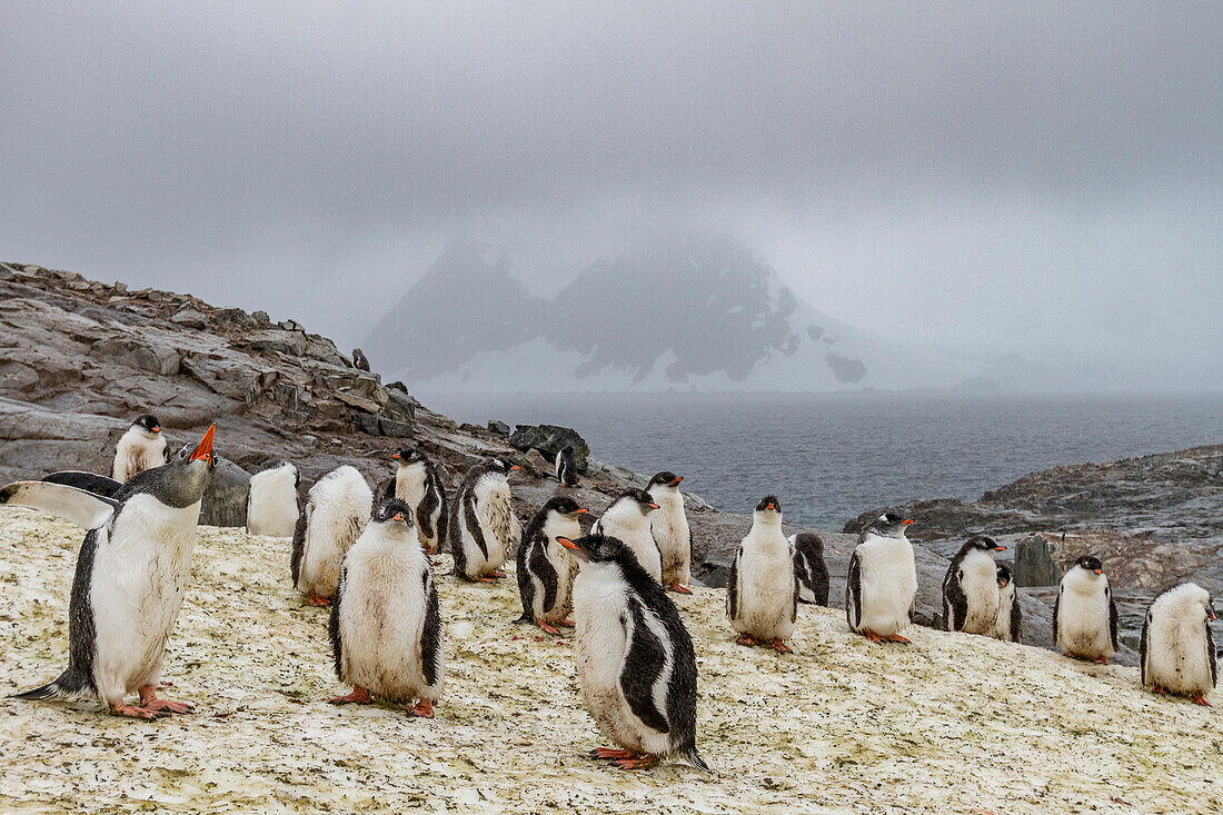 Gentoo penguin (Pygoscelis papua) breeding colony at Petermann Island, Antarctica, Southern Ocean, Polar Regions