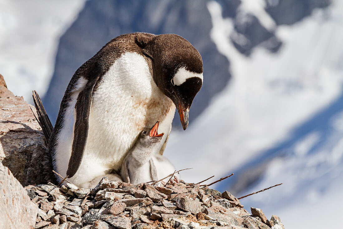 Eselspinguin (Pygoscelis papua),adult und Küken auf Cuverville Island,Antarktis,Südlicher Ozean,Polargebiete