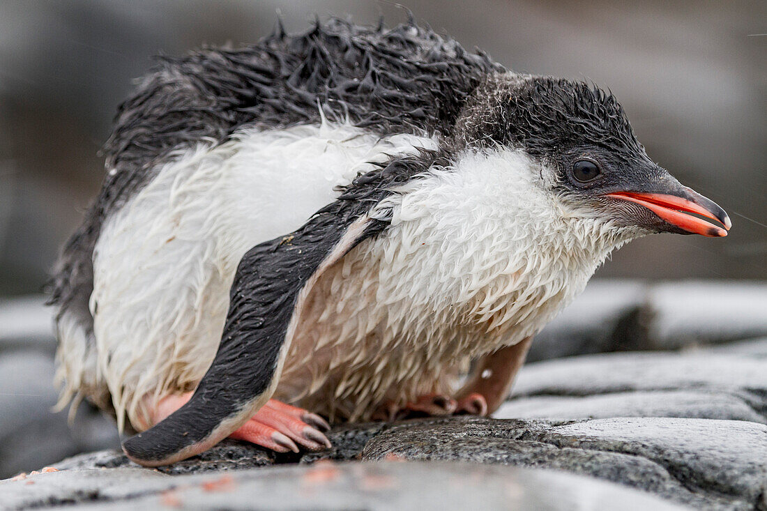 Gentoo penguin (Pygoscelis papua) chick at Jougla Point, Wiencke Island, Antarctica, Southern Ocean, Polar Regions