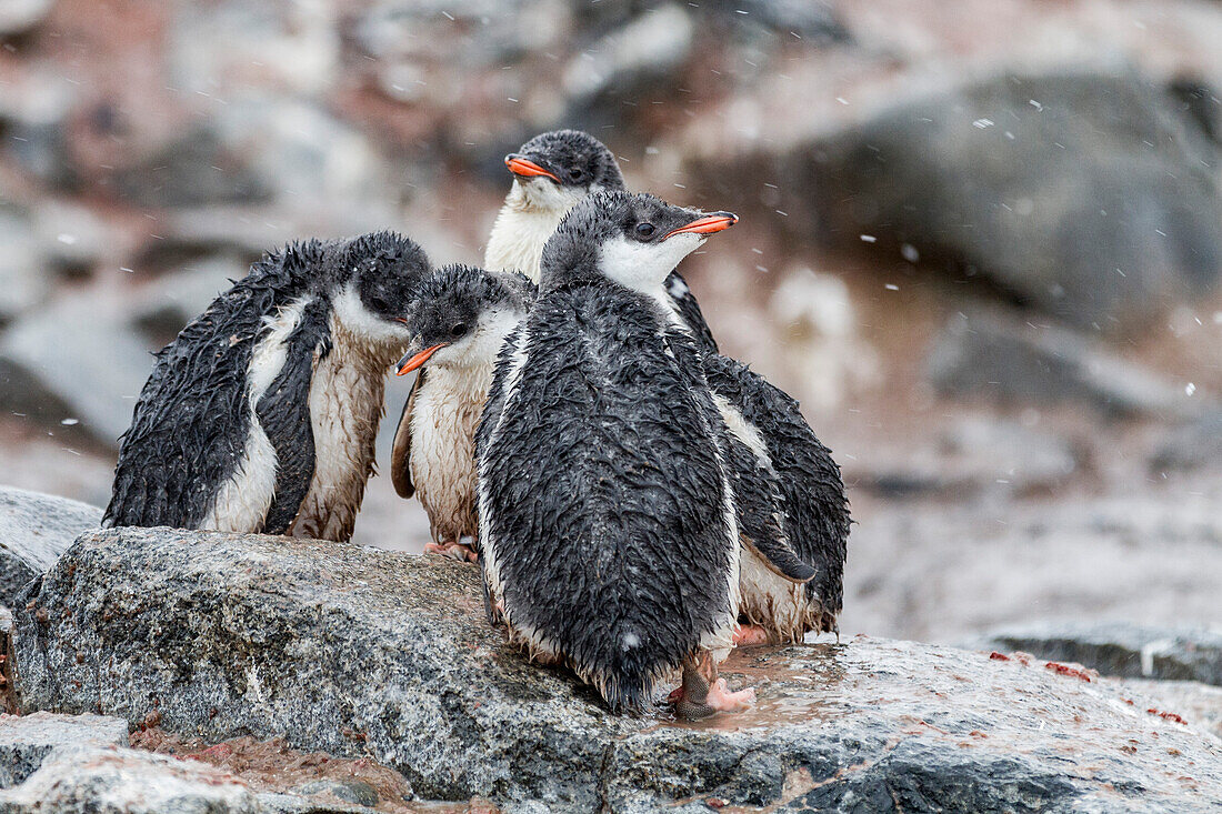 Gentoo penguin (Pygoscelis papua) chicks at Jougla Point, Wiencke Island, Antarctica, Southern Ocean, Polar Regions