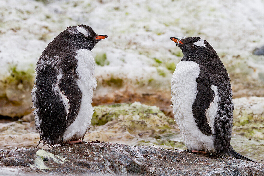 Eselspinguin (Pygoscelis papua) bei der Mauser auf Cuverville Island,Antarktis,Südlicher Ozean,Polargebiete