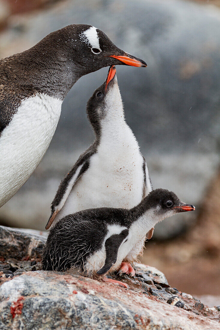 Gentoo penguin (Pygoscelis papua) adult with chicks at breeding colony on Damoy Point, Antarctica, Southern Ocean, Polar Regions