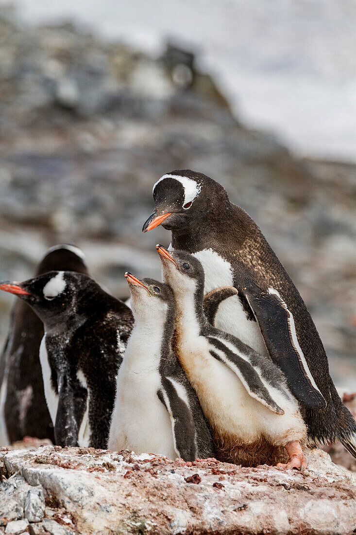 Gentoo penguin (Pygoscelis papua) adult with chicks at breeding colony on Booth Island, Antarctica, Southern Ocean, Polar Regions