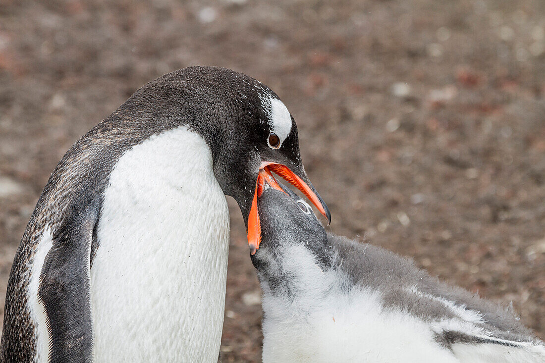 Eselspinguin (Pygoscelis papua): Erwachsener füttert Küken am Hannah Point auf der Livingston-Insel,Antarktis,Südlicher Ozean,Polargebiete