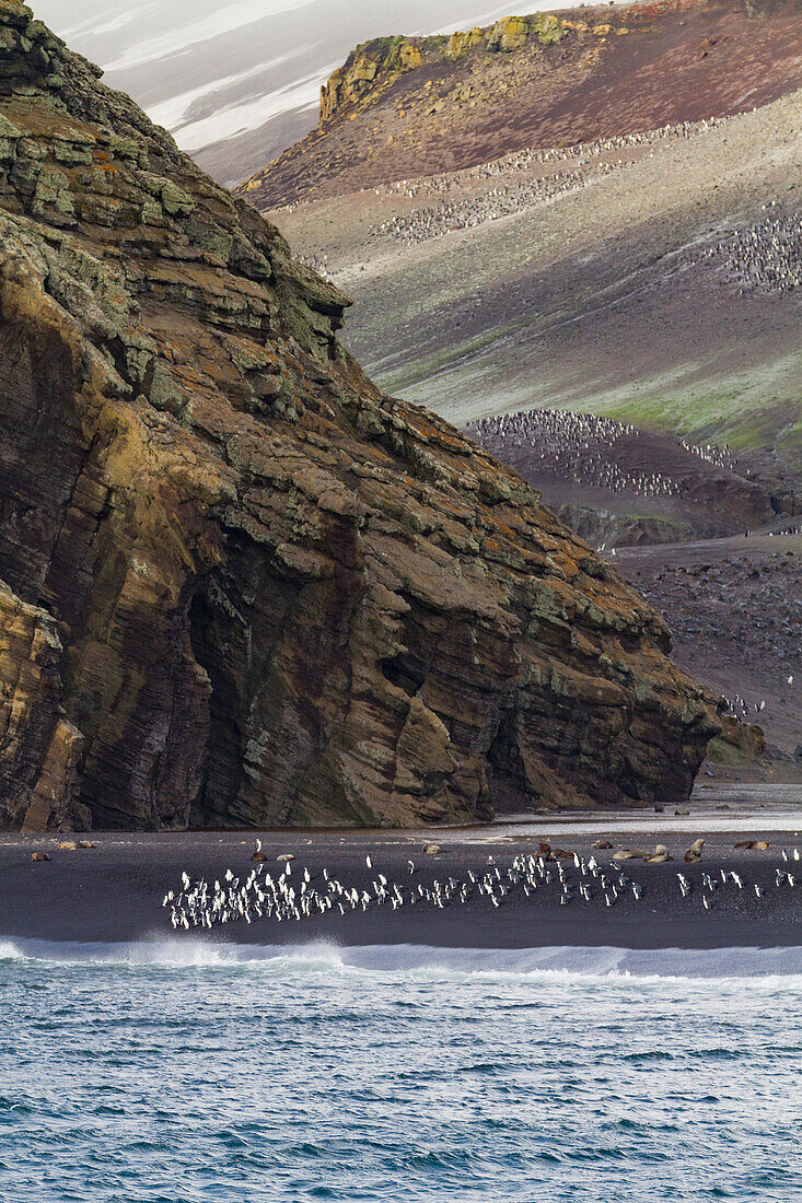 Zügelpinguin (Pygoscelis antarctica) Brutkolonie am Baily Head auf Deception Island,Antarktis,Südlicher Ozean,Polargebiete