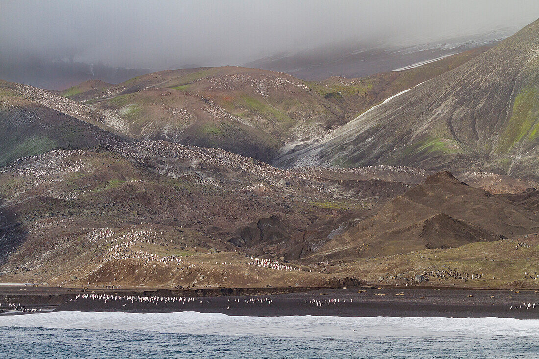 Zügelpinguin (Pygoscelis antarctica) Brutkolonie am Baily Head auf Deception Island,Antarktis,Südlicher Ozean,Polargebiete