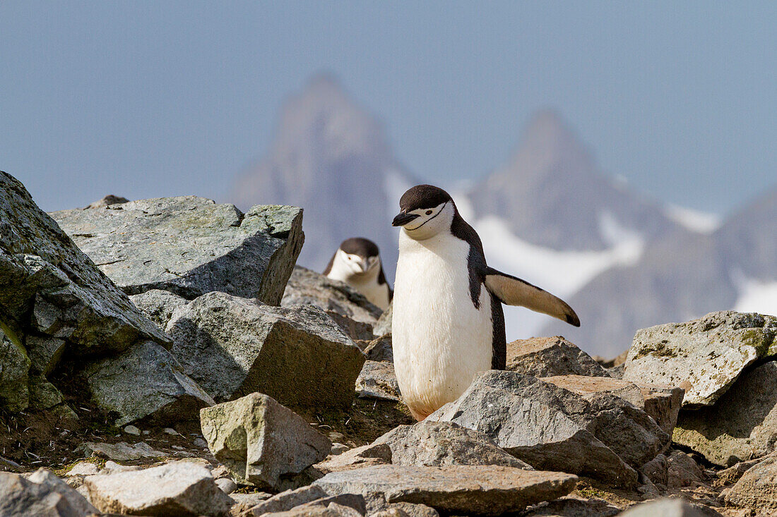 Chinstrap penguin (Pygoscelis antarctica) breeding and molting at Half Moon Island, Antarctica, Southern Ocean, Polar Regions