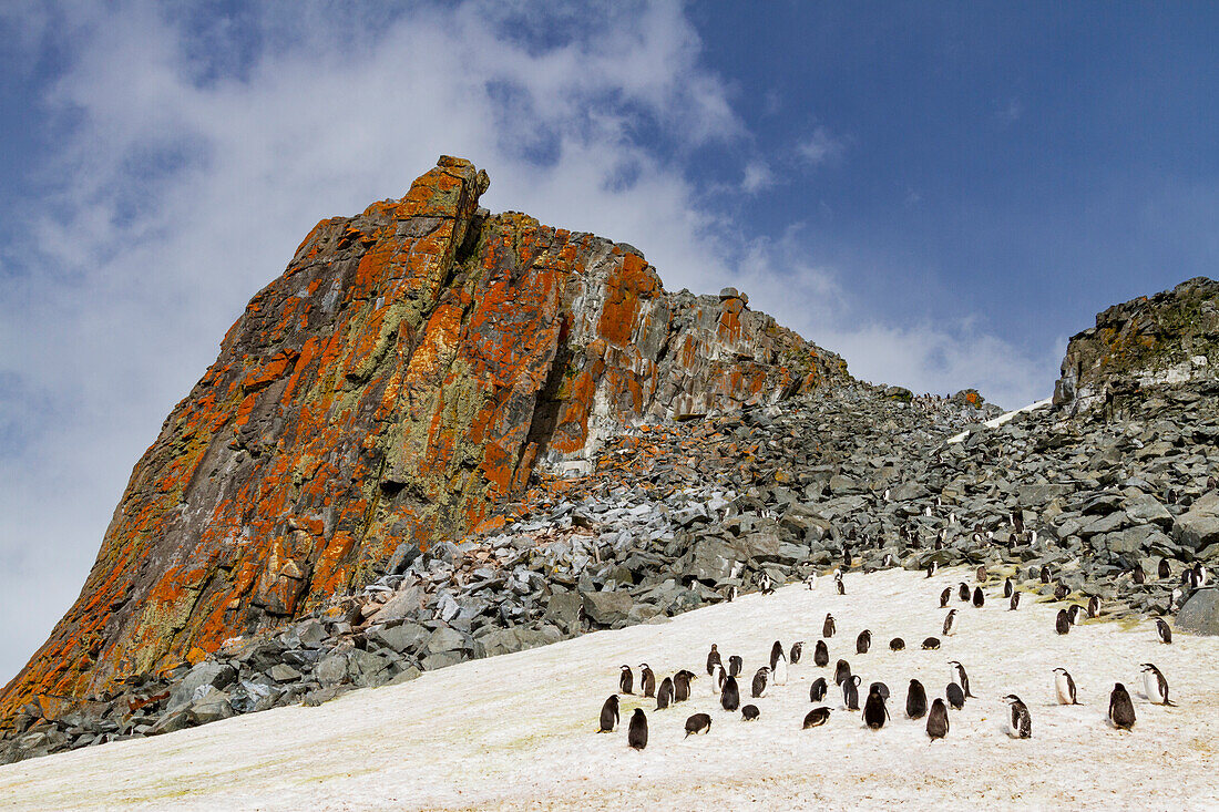 Zügelpinguin (Pygoscelis antarctica) brütet und mausert sich auf der Half Moon Insel,Antarktis,Südlicher Ozean,Polargebiete