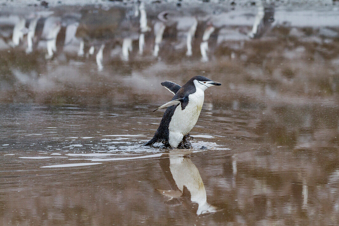 Zügelpinguin (Pygoscelis antarctica) Brutkolonie am Baily Head auf Deception Island,Antarktis,Südlicher Ozean,Polargebiete