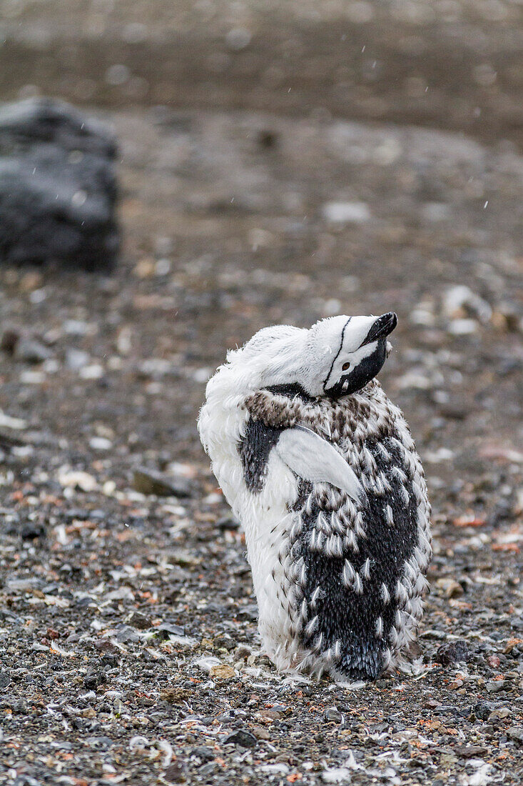 Chinstrap penguin (Pygoscelis antarctica) molting at Baily Head on Deception Island, Antarctica, Southern Ocean, Polar Regions