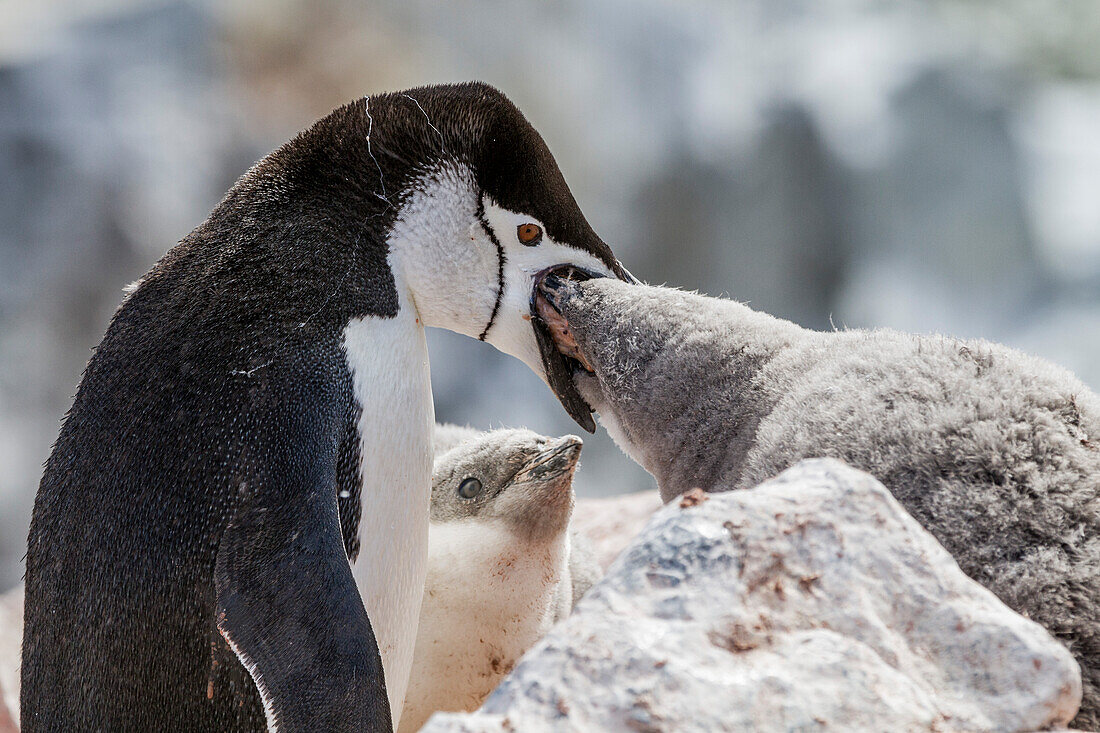 Ausgewachsener Zügelpinguin (Pygoscelis antarctica) bei der Fütterung eines Kükens am Baily Head auf Deception Island,Antarktis,Polargebiete