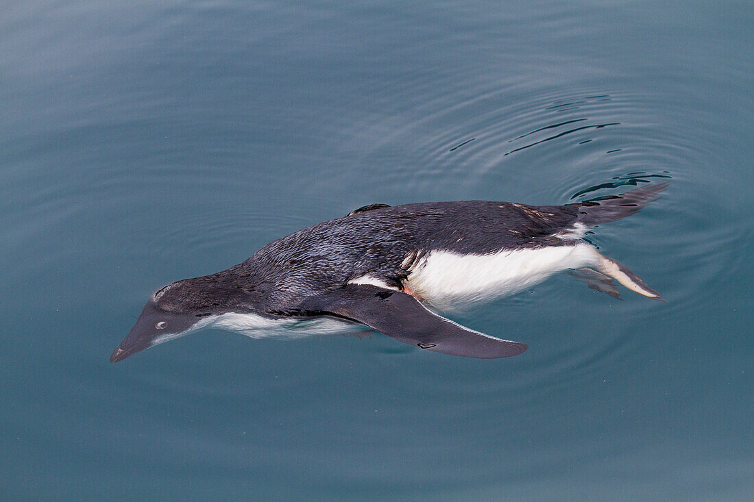 Dead Adelie penguin (Pygoscelis adeliae) attacked and killed, but not eaten, by an Antarctic fur seal at Brown Bluff, Antarctica, Polar Regions