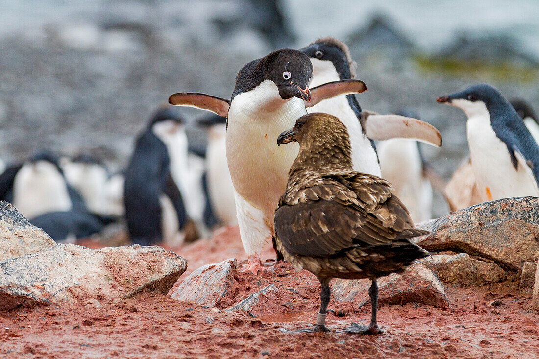 Adelie penguin (Pygoscelis adeliae) adult defending chick against a skua on Torgersen Island, Antarctica, Polar Regions