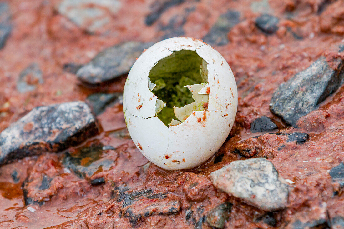 Adelie penguin (Pygoscelis adeliae) hatched egg at Petermann Island, Antarctica, Polar Regions