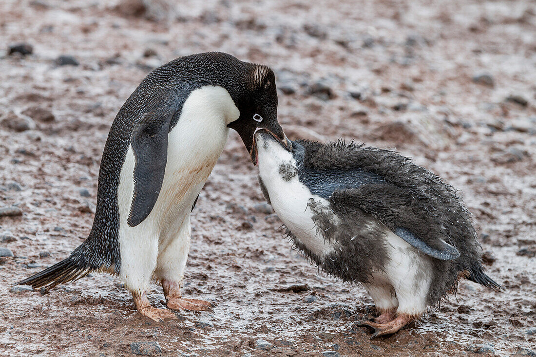 Adeliepinguin (Pygoscelis adeliae) bei der Fütterung eines Kükens in der Brutkolonie bei Brown Bluff,Antarktis,Polargebiete