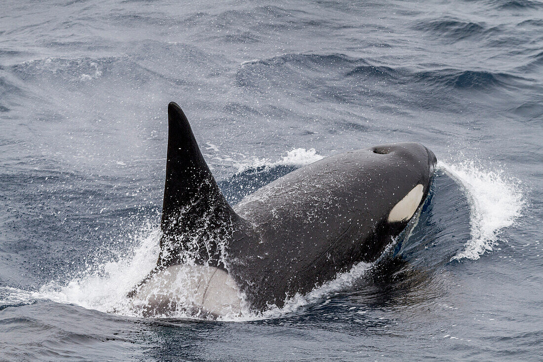 Ein erwachsener Bulle inmitten einer Gruppe von etwa 20 Schwertwalen (Orcinus orca) im Antarktischen Sund nahe der Antarktischen Halbinsel,Polarregionen