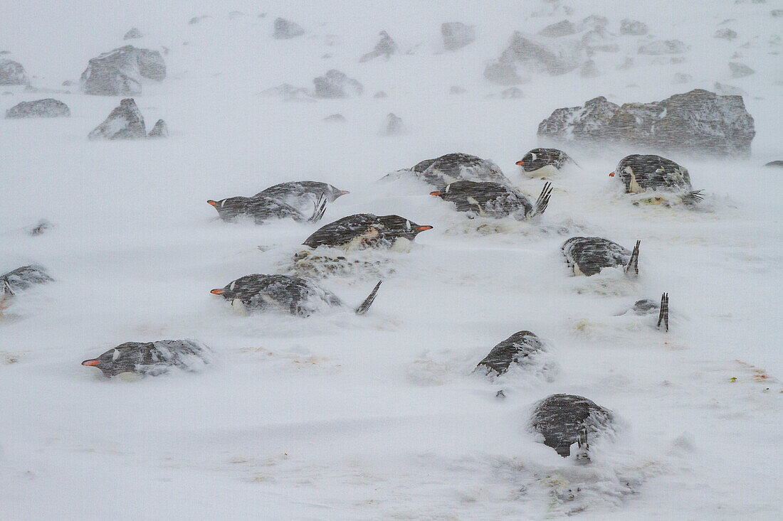 Eselspinguine (Pygoscelis papua),die während eines Schneesturms am Brown Bluff,Antarktis,Polargebiete,nistende Kolonie fast unter Schnee begraben