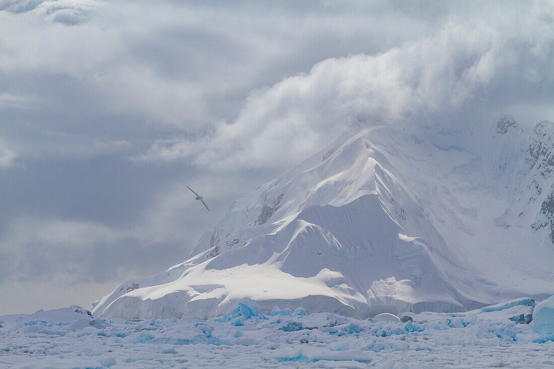 Adult snow petrel (Pagodroma nivea nivea) near the Antarctic Peninsula, Antarctica, Southern Ocean, Polar Regions