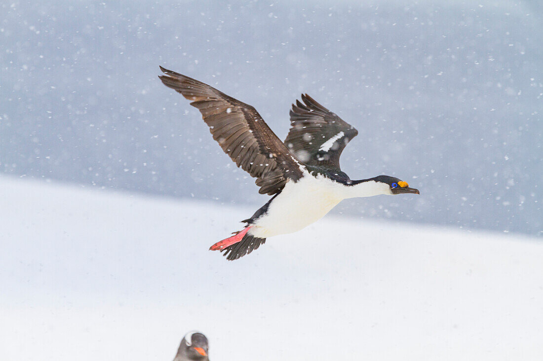 Antarctic shag (Phalacrocorax (atriceps) bransfieldensis) at nesting site amongst gentoo penguins at Jougla Point, Antarctica, Polar Regions