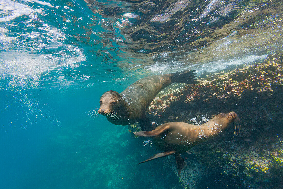 Galapagos-Seelöwe (Zalophus wollebaeki) unter Wasser im Galapagos-Inselarchipel,UNESCO-Welterbe,Ecuador,Südamerika