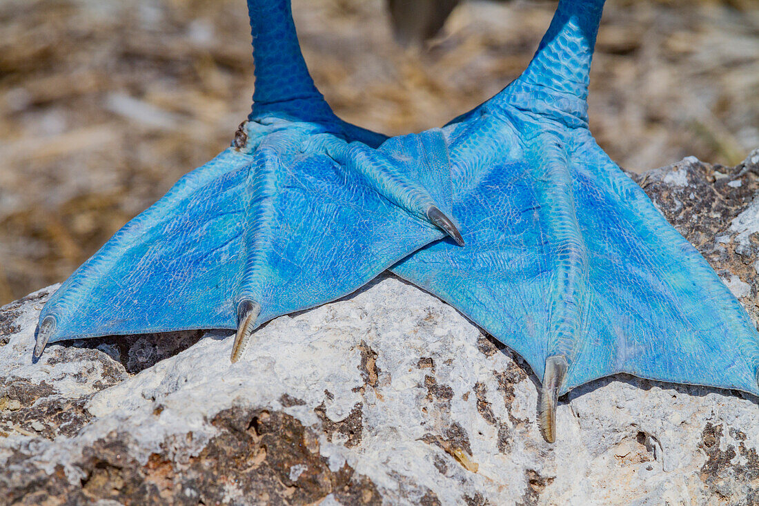 Blue-footed booby (Sula nebouxii) showing blue feet in the Galapagos Island Archipelago, UNESCO World Heritage Site, Ecuador, South America