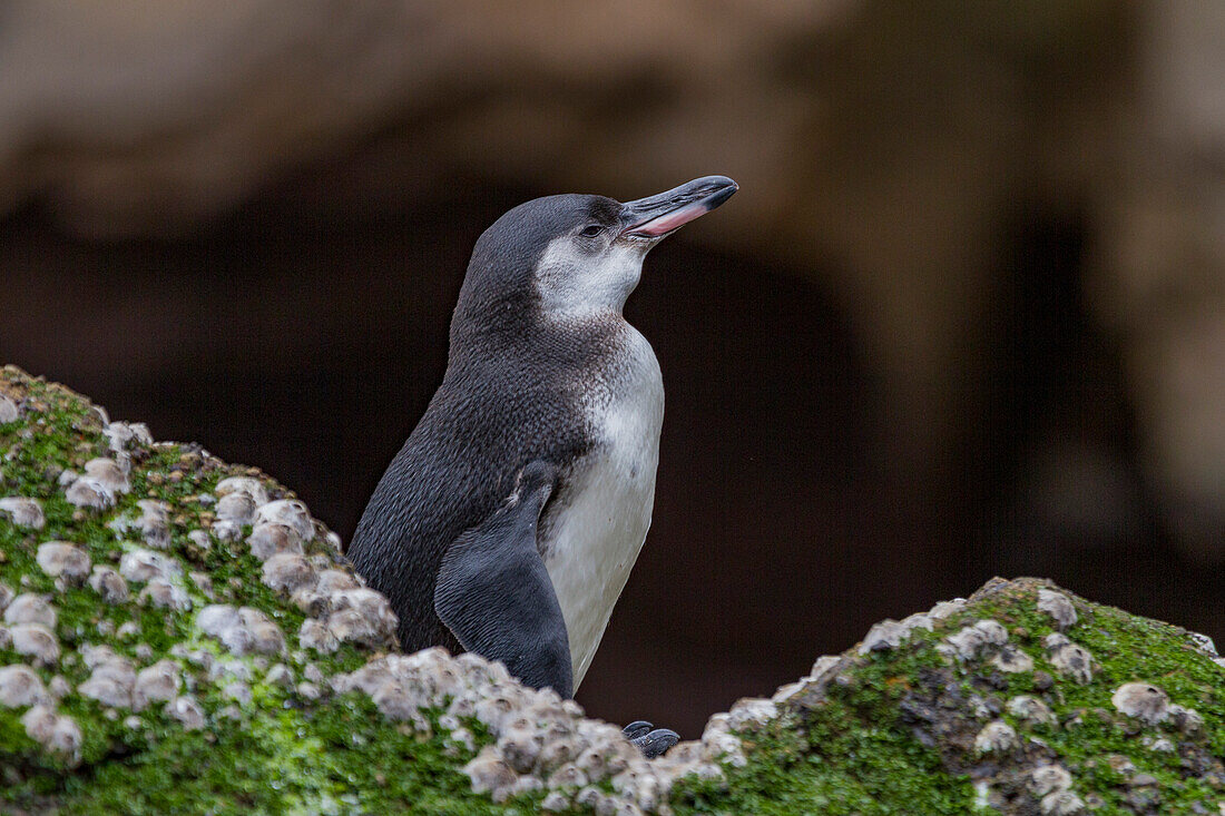 Galapagos-Pinguin (Spheniscus mendiculus) auf der Insel Isabela im Galapagos-Inselarchipel,UNESCO-Weltnaturerbe,Ecuador,Südamerika