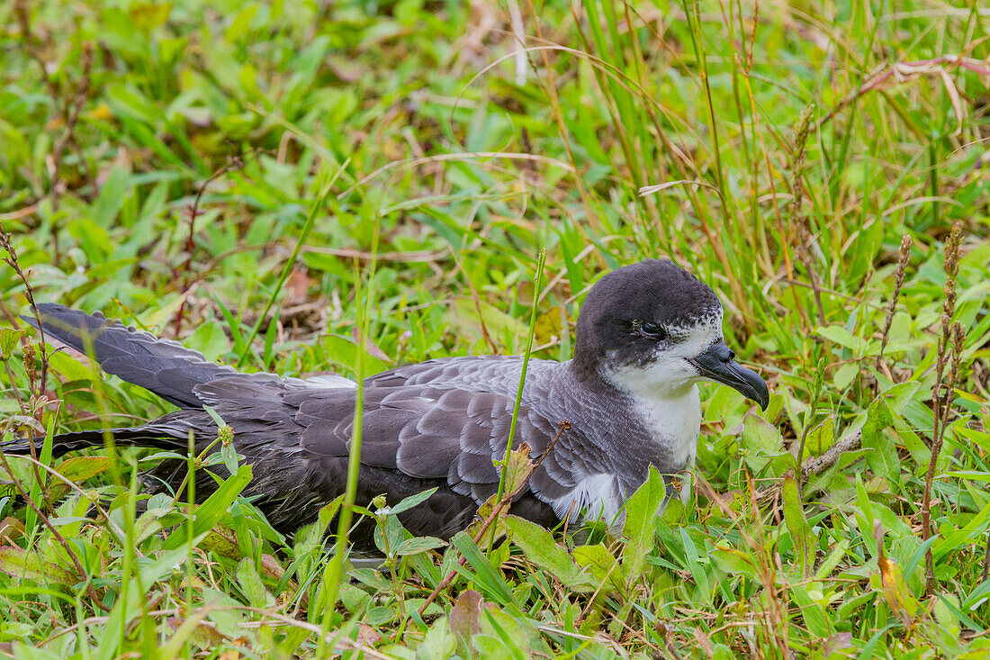 Ausgewachsener Galapagos-Sturmvogel (Pterodroma phaeopygia) (Patapegada) beim Nisten auf dem bergaufwärts gelegenen Grasland der Insel Santa Cruz im Galapagos-Inselarchipel,UNESCO-Welterbe,Ecuador,Südamerika