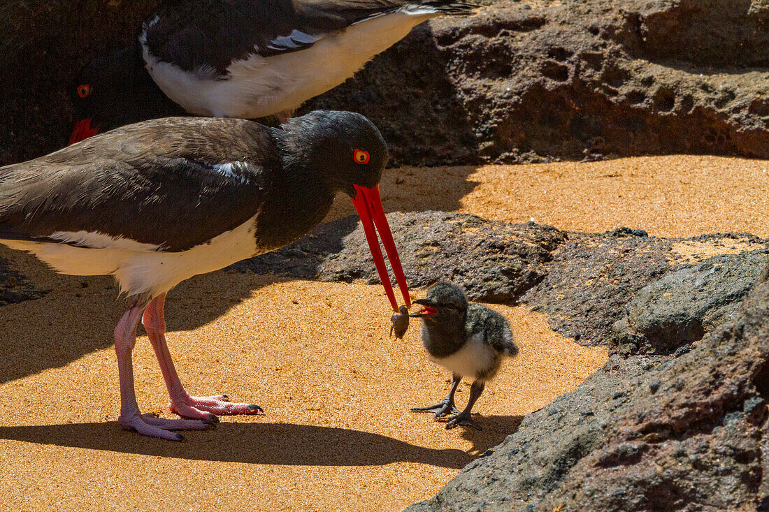 Ausgewachsener Amerikanischer Austernfischer (Haematopus palliatus galapagensis) bei der Kükenfütterung entlang der Küstenlinie auf der Insel Bartolome in der Galapagos-Inselgruppe,UNESCO-Weltnaturerbe,Ecuador,Südamerika