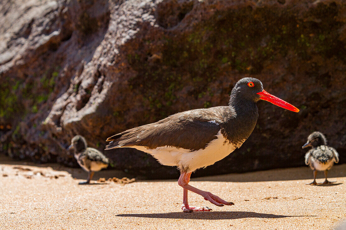 Ausgewachsener Amerikanischer Austernfischer (Haematopus palliatus galapagensis) bei der Fütterung eines Kükens entlang der Küstenlinie auf der Insel Bartolome in der Galapagos-Inselgruppe,UNESCO-Welterbe,Ecuador,Südamerika