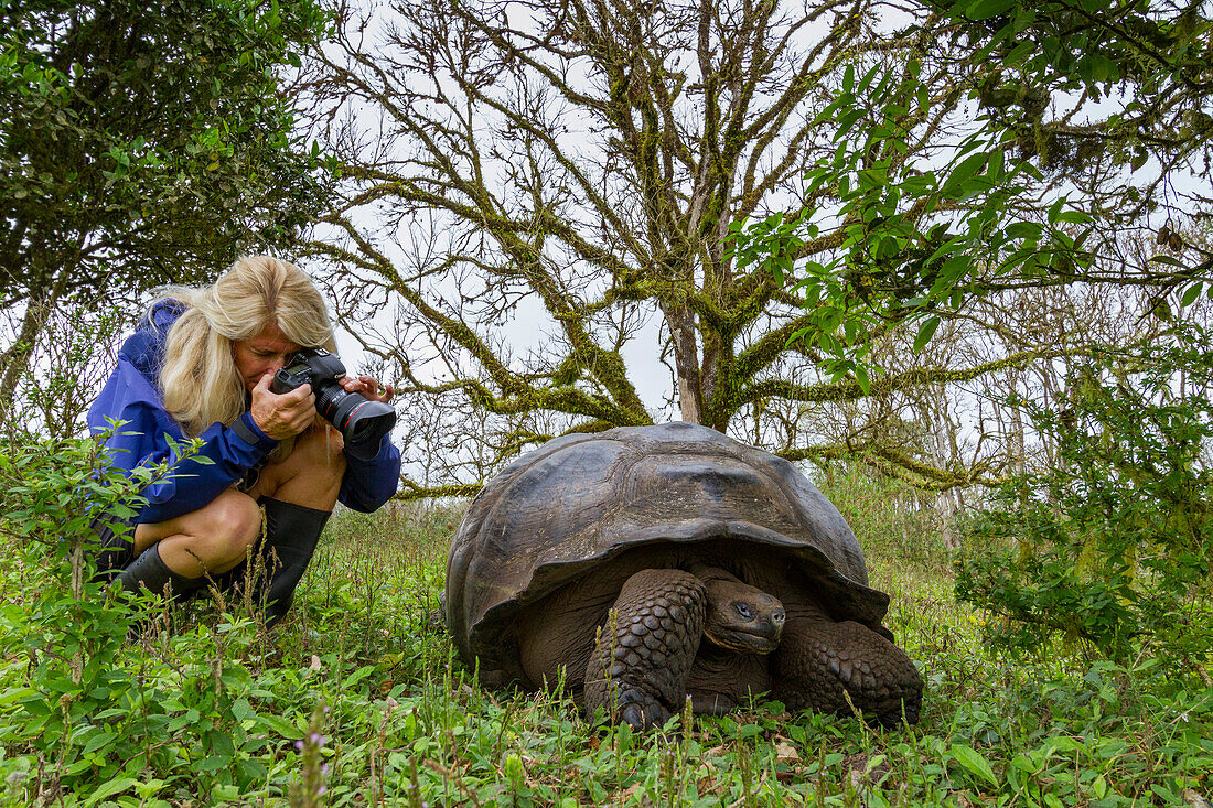 Tourist photograhing a wild Galapagos giant tortoise (Geochelone elephantopus) feeding on the upslope grasslands of Santa Cruz Island, Galapagos, UNESCO World Heritage Site, Ecuador, South America