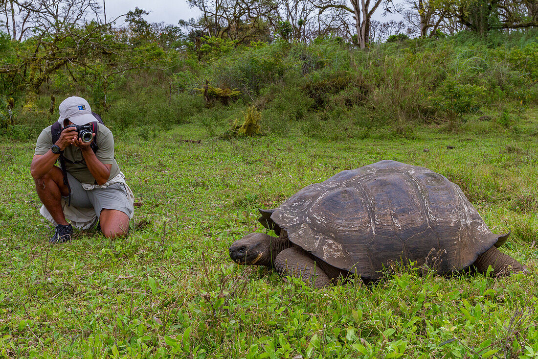 Tourist fotografiert eine wilde Galapagos-Riesenschildkröte (Geochelone elephantopus) bei der Nahrungsaufnahme im Grasland auf der Insel Santa Cruz,Galapagos,UNESCO-Welterbe,Ecuador,Südamerika