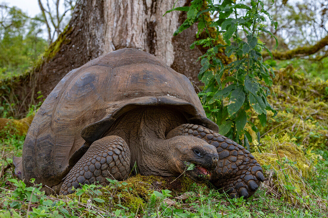 Wild Galapagos giant tortoise (Geochelone elephantopus) feeding on the upslope grasslands of Santa Cruz Island, Galapagos, UNESCO World Heritage Site, Ecuador, South America