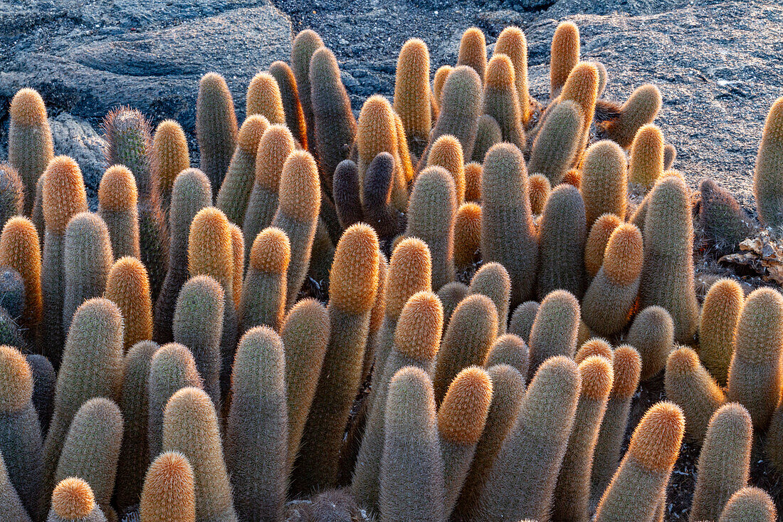 Der endemische Lavakaktus (Brachycereus spp),der im Galapagos-Inselarchipel,UNESCO-Welterbe,Ecuador,Südamerika,wächst