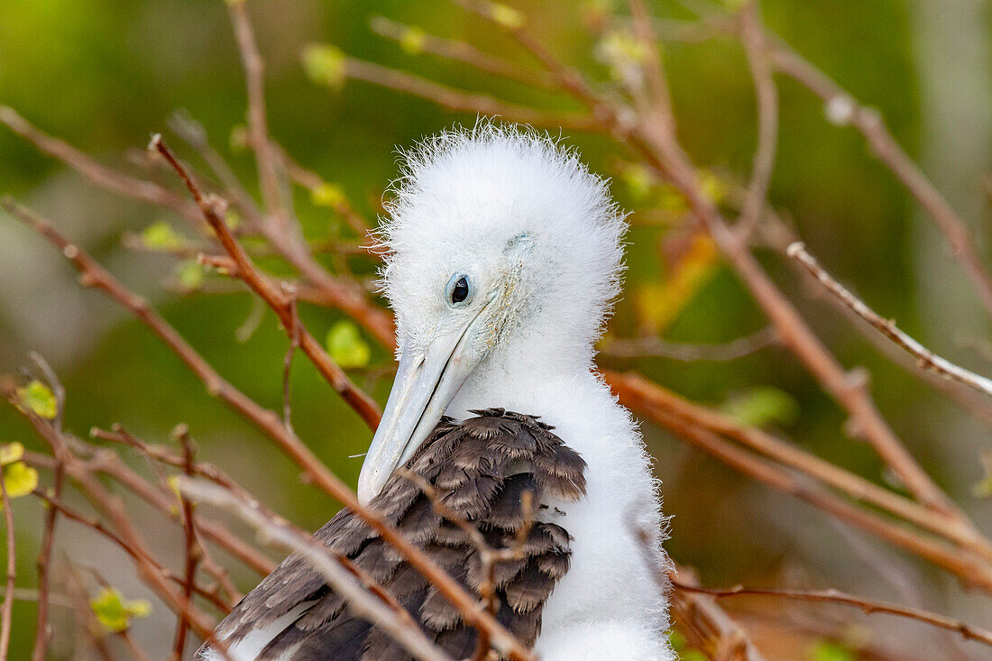 Great frigatebird (Fregata minor) chick in the nest in the Galapagos Island Archipelago, UNESCO World Heritage Site, Ecuador, South America