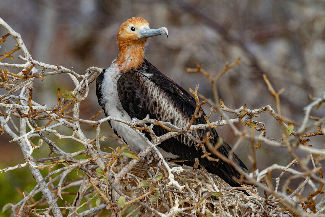 Junger Fregattvogel (Fregata minor) im Galapagos-Inselarchipel,UNESCO-Weltnaturerbe,Ecuador,Südamerika