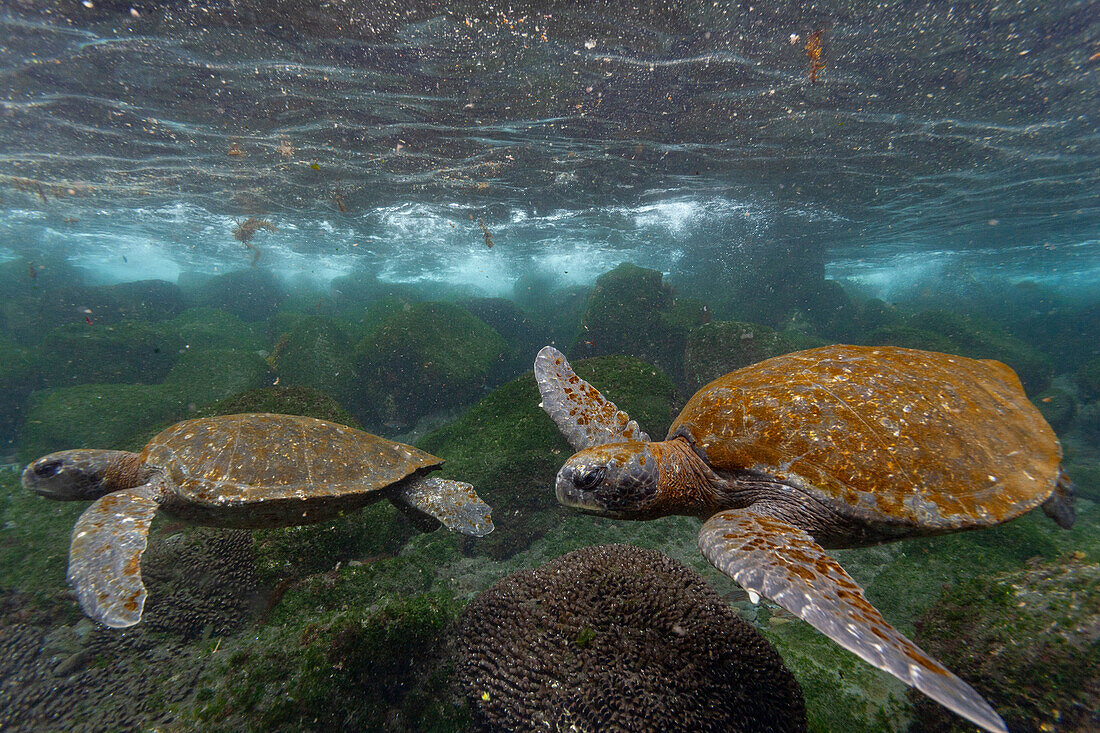 Erwachsene Grüne Meeresschildkröten (Chelonia mydas agassizii) unter Wasser vor der Westseite von Isabela,Galapagos-Inseln,UNESCO-Welterbe,Ecuador,Südamerika