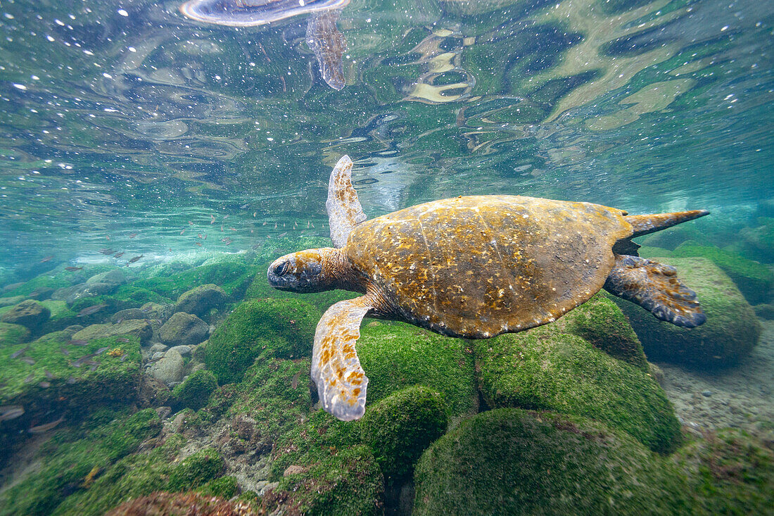 Adult green sea turtle (Chelonia mydas agassizii) underwater off the west side of Isabela, Galapagos Islands, UNESCO World Heritage Site, Ecuador, South America