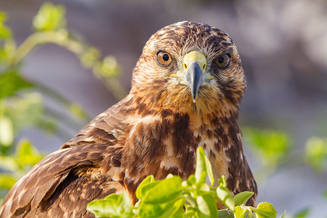 Young Galapagos hawk (Buteo galapagoensis) in the Galapagos Island Archipelago, UNESCO World Heritage Site, Ecuador, South America