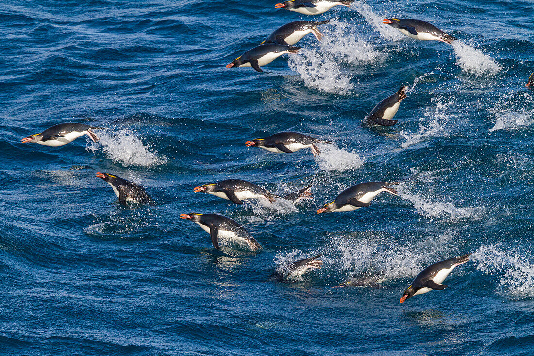 Adult macaroni penguins (Eudyptes chrysolophus) porpoising for speed while traveling to breeding colony, South Georgia, Polar Regions