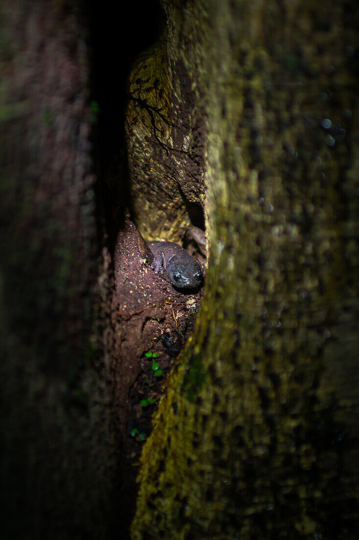 Ring-tailed salamander in tree during night fauna tour in Costa Rica