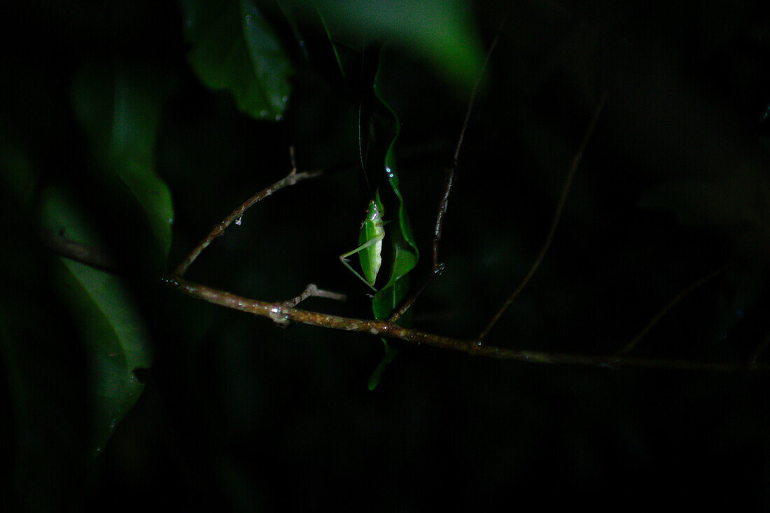 Grashüpfer bei Nacht auf einem Baum während einer nächtlichen Faunatour in Costa Rica