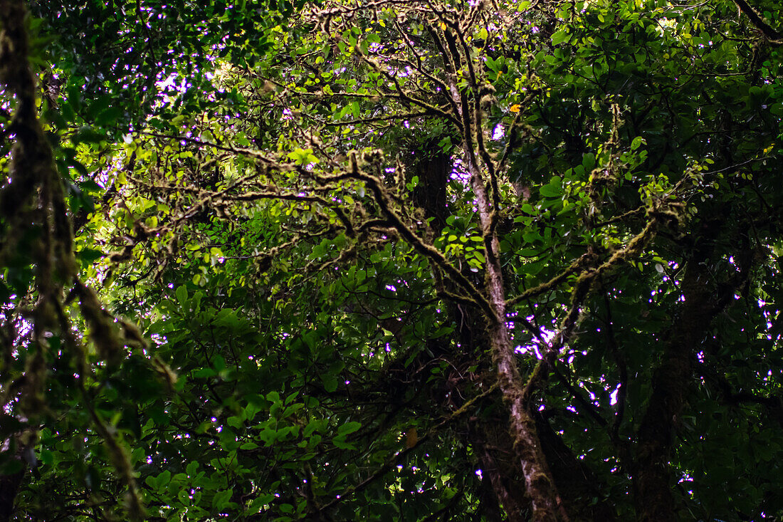 Bäume und Vegetation im Nebelwald von Monteverde,Costa Rica