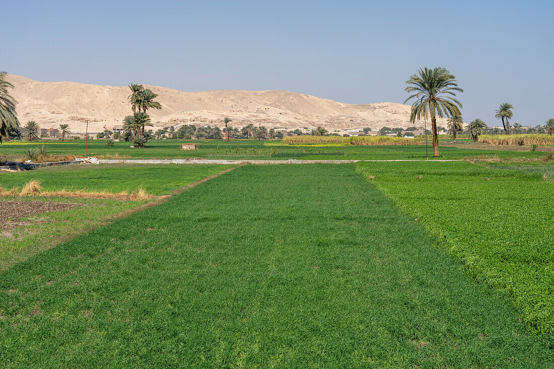 Agriculture near the desert sand dunes near Luxor, Egypt.