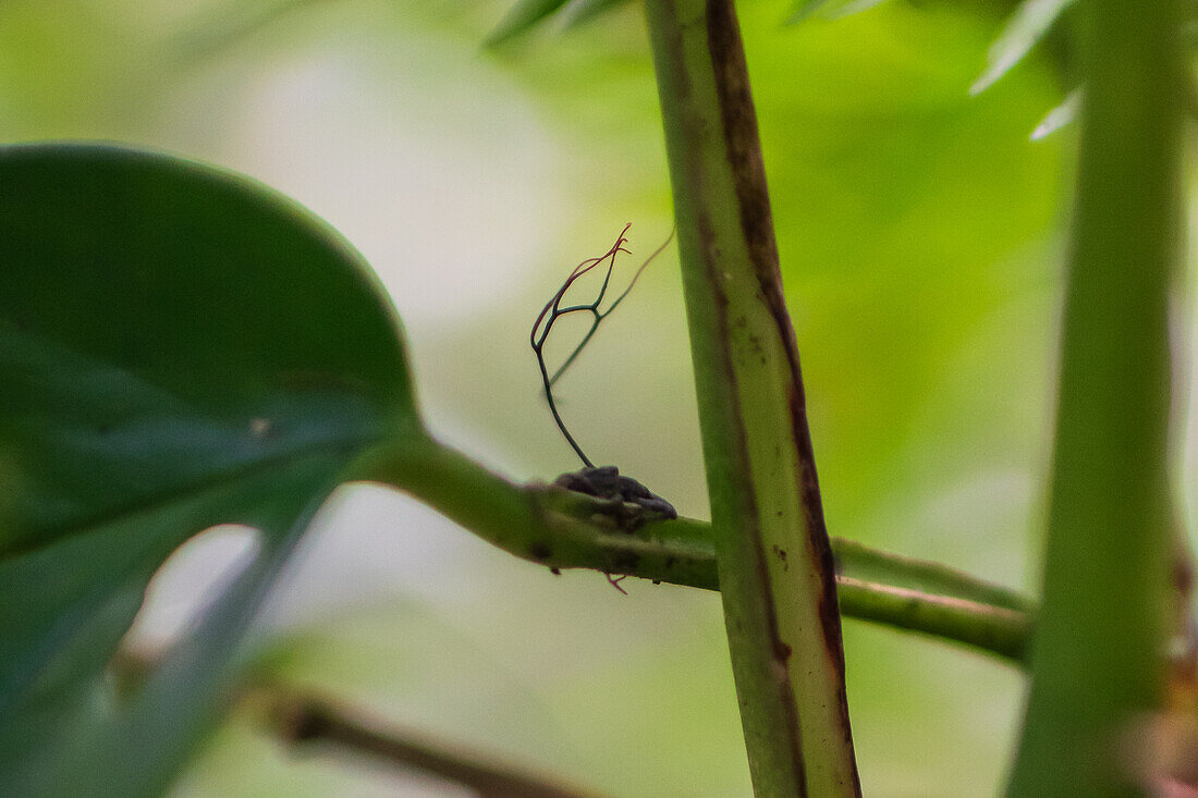 Flora und Fauna im Nebelwald von Monterey