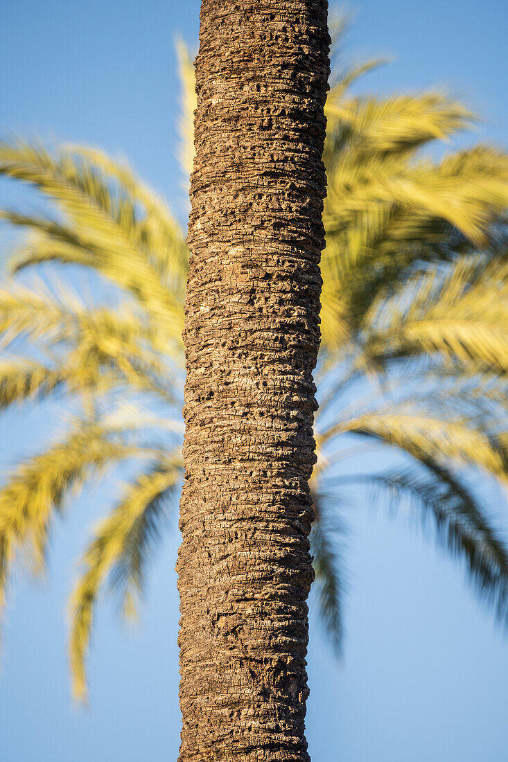 A detailed close up of a palm tree trunk with soft, blurred palm leaves in the background. Captured in the beautiful Parque de Maria Luisa, Seville, Spain, under clear blue skies.