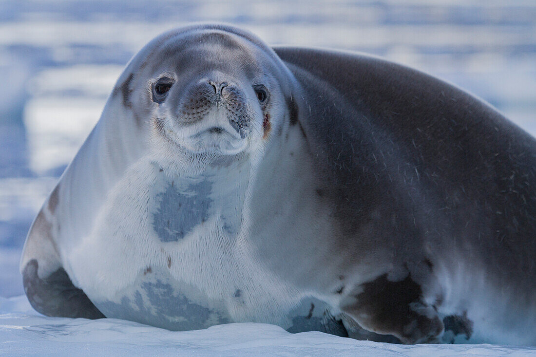 Crabeater seal (Lobodon carcinophaga) hauled out on ice floe in Neko Harbor near the Antarctic Peninsula, Antarctica, Polar Regions